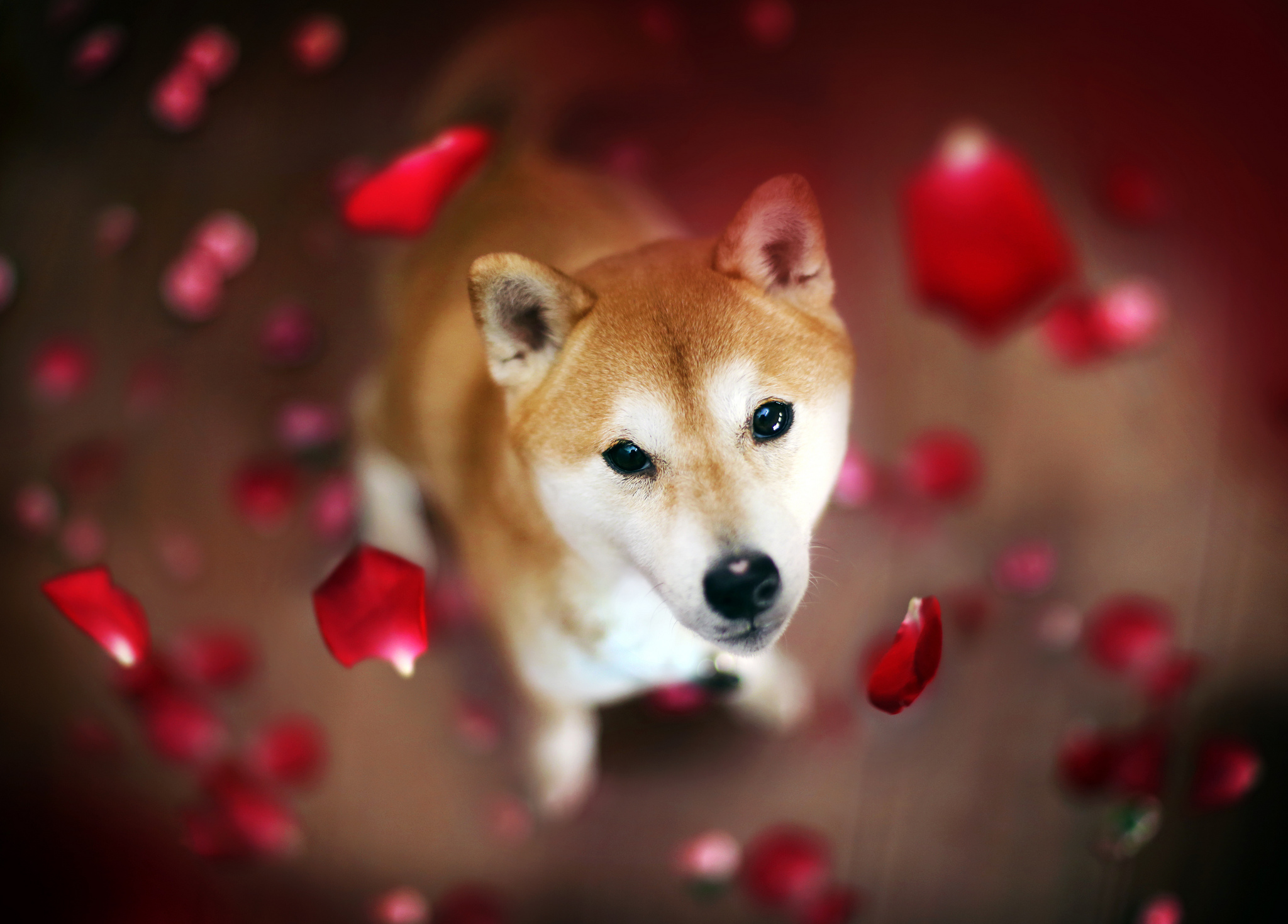 Detail Shiba Inu Wallpaper Nomer 39