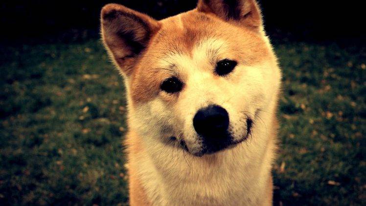 Detail Shiba Inu Wallpaper Nomer 48