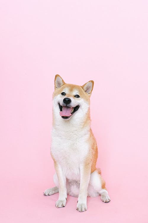 Detail Shiba Inu Wallpaper Nomer 8