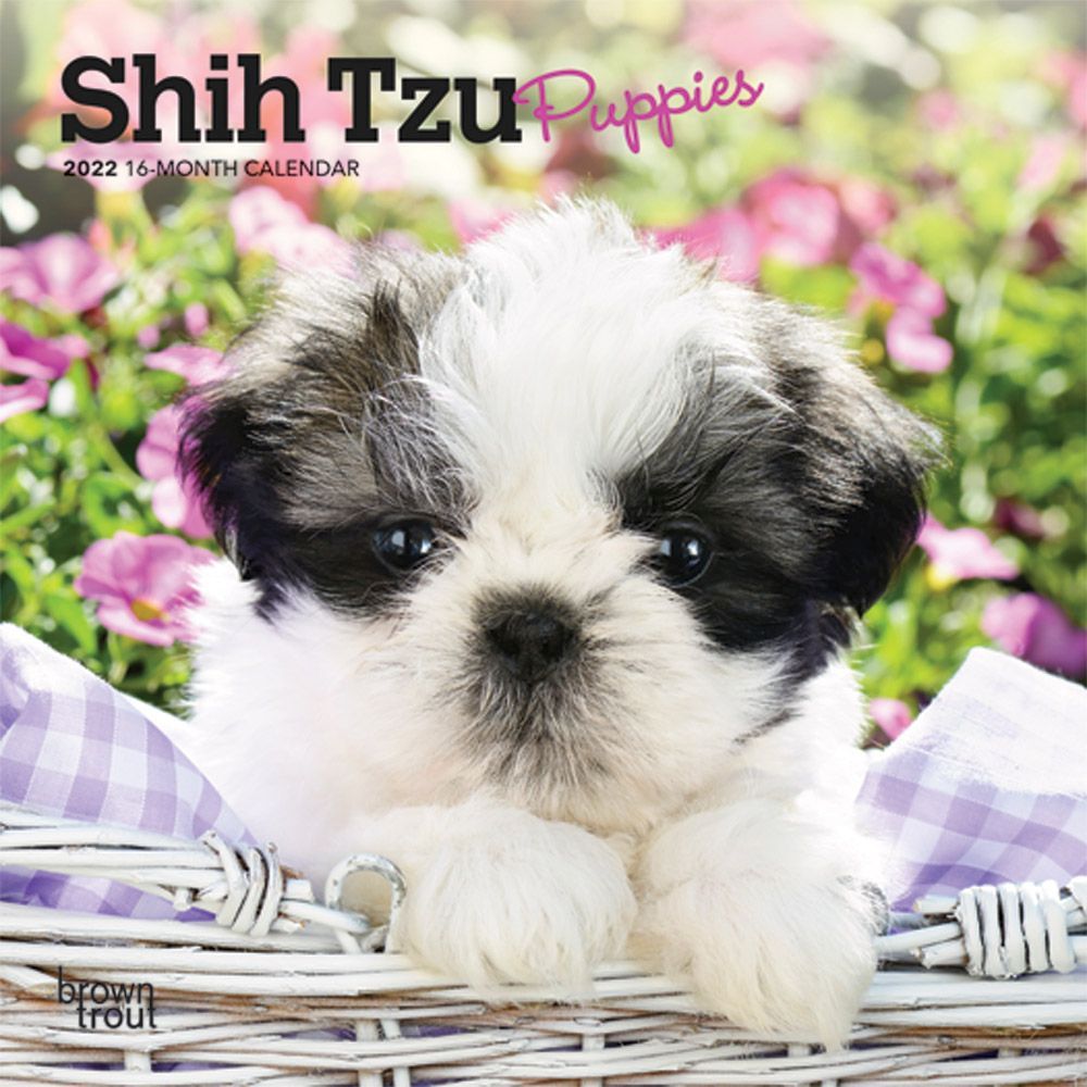 Detail Shih Tzu Puppies Nomer 17