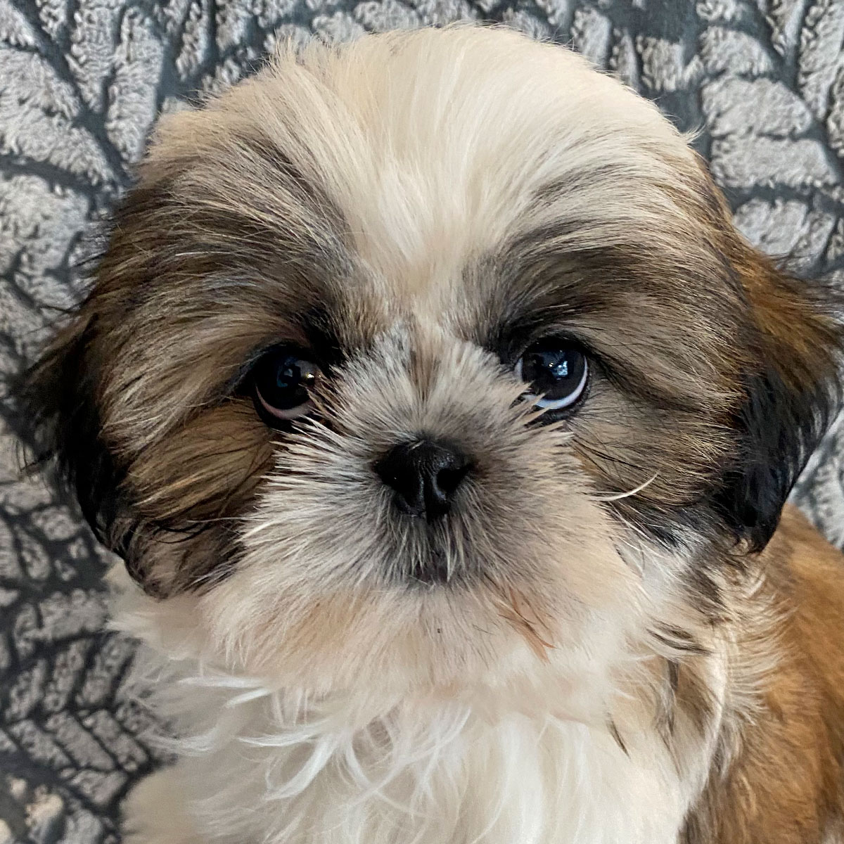 Detail Shih Tzu Puppies Nomer 20