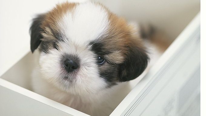 Detail Shih Tzu Puppies Nomer 30