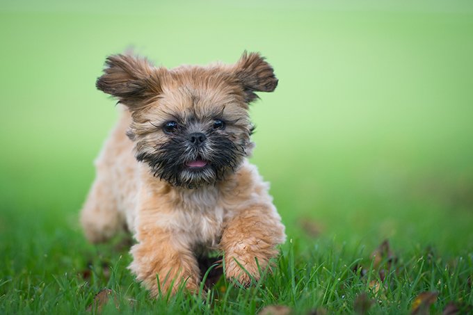 Detail Shih Tzu Puppies Nomer 5