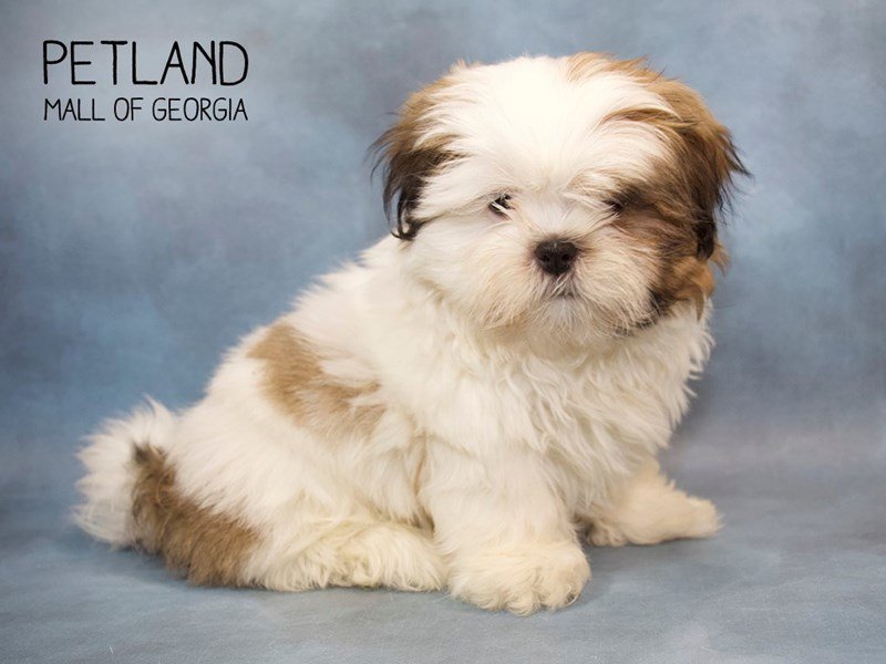 Detail Shih Tzu Puppies Nomer 53