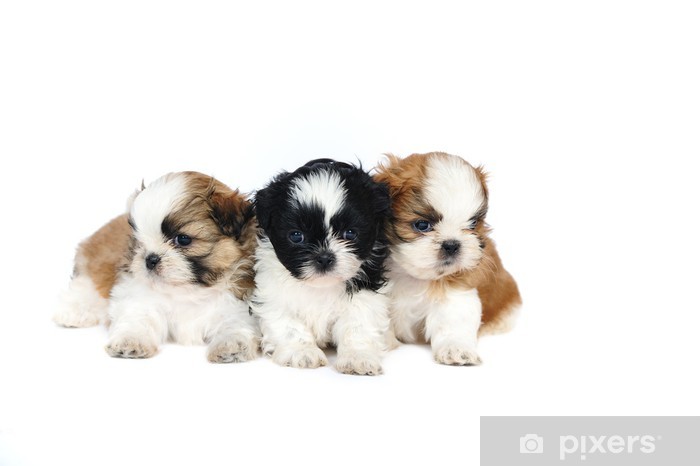 Detail Shih Tzu Puppies Nomer 54