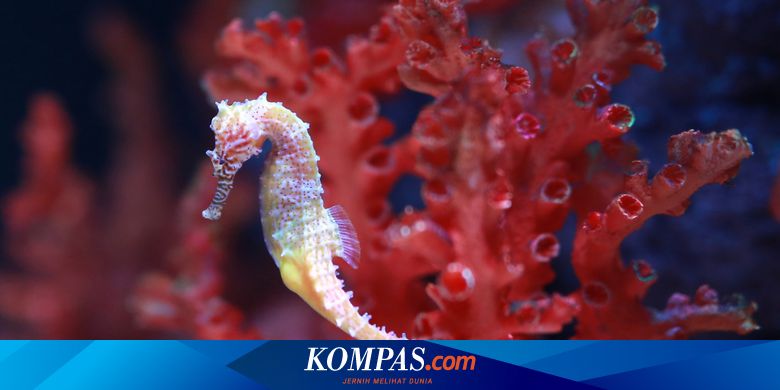 Detail Shio Kuda Laut Nomer 13