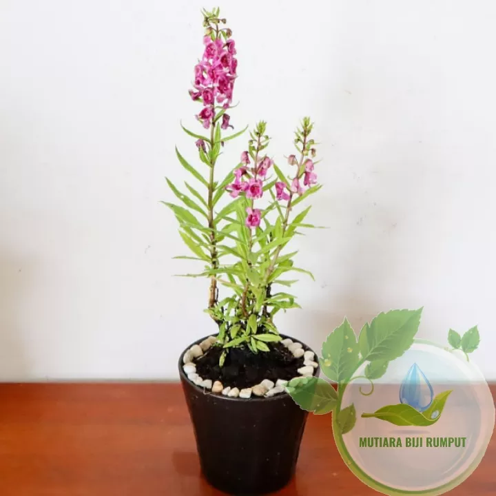Detail Warna Bunga Lavender Nomer 37