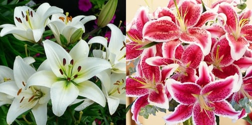 Detail Warna Bunga Lily Nomer 25