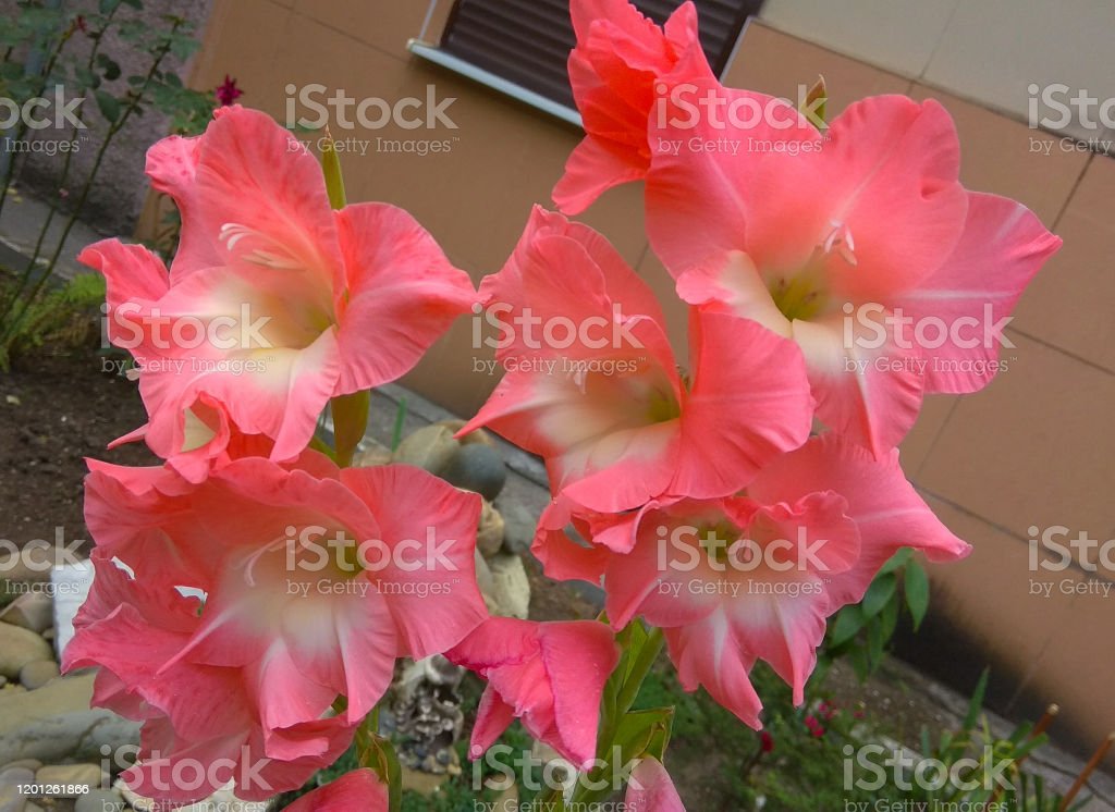 Detail Warna Bunga Lily Nomer 49