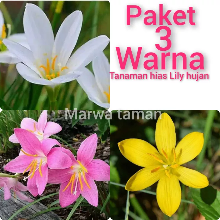 Detail Warna Bunga Lily Nomer 54