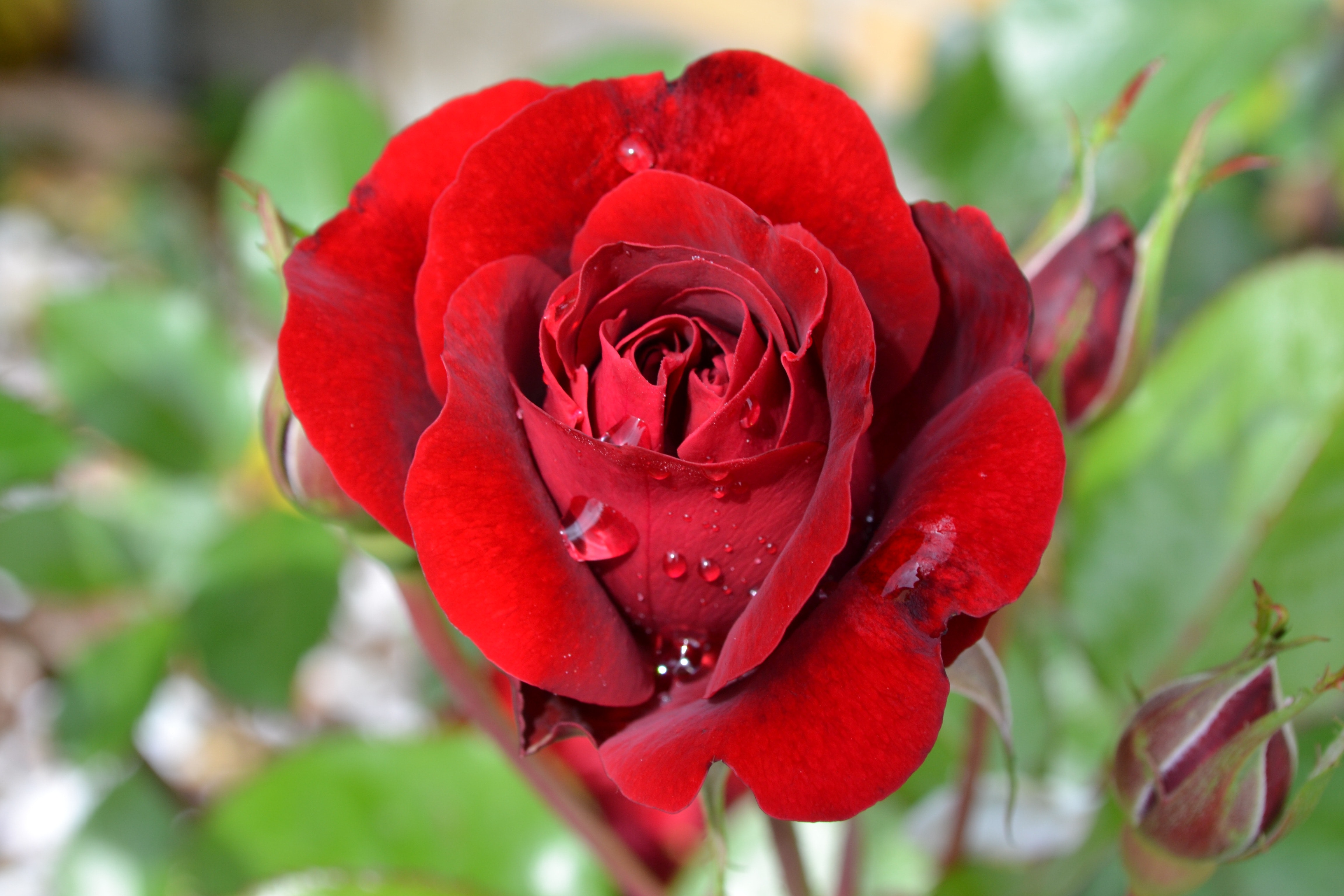 Detail Warna Bunga Mawar Merah Nomer 9