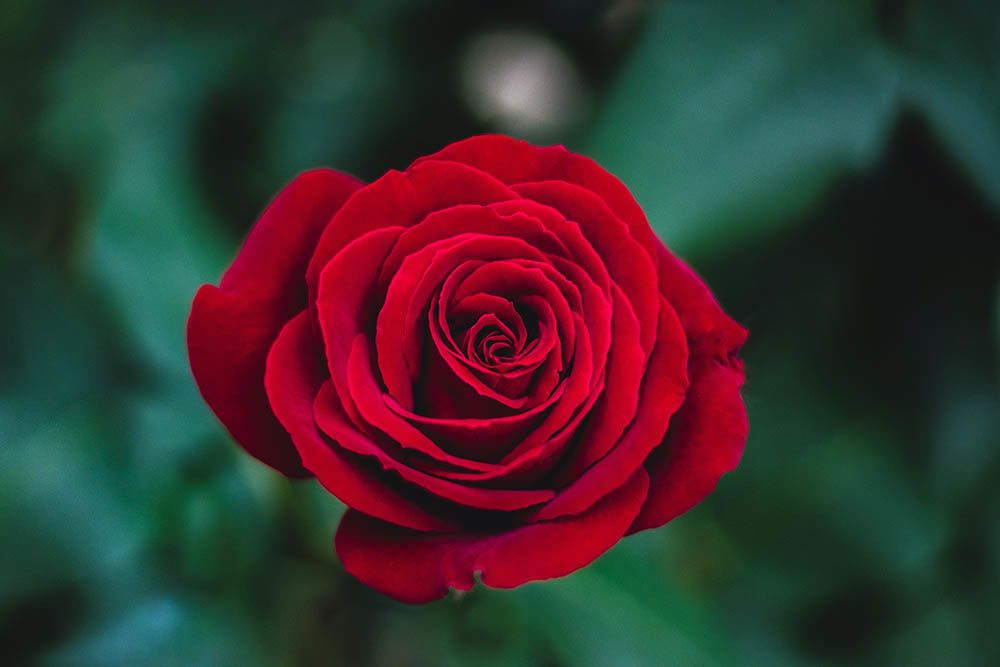 Detail Warna Bunga Mawar Merah Nomer 5