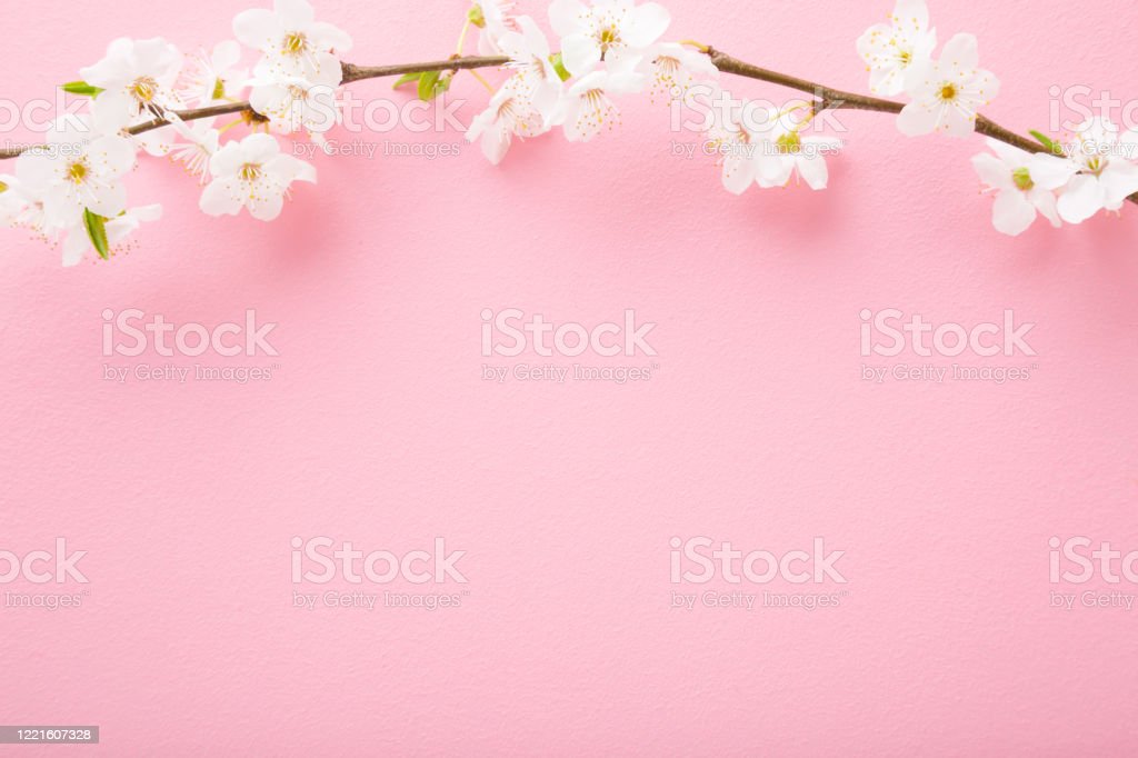 Detail Warna Bunga Sakura Nomer 31