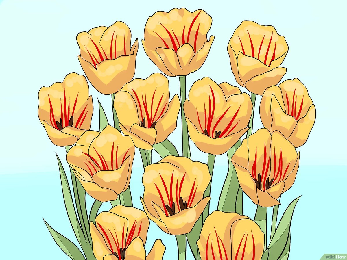 Download Warna Bunga Tulip Yang Bagus Nomer 26