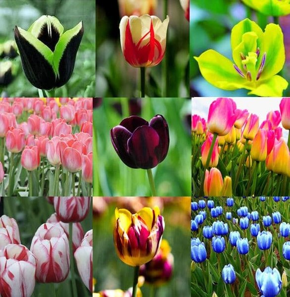 Detail Warna Bunga Tulip Yang Bagus Nomer 30