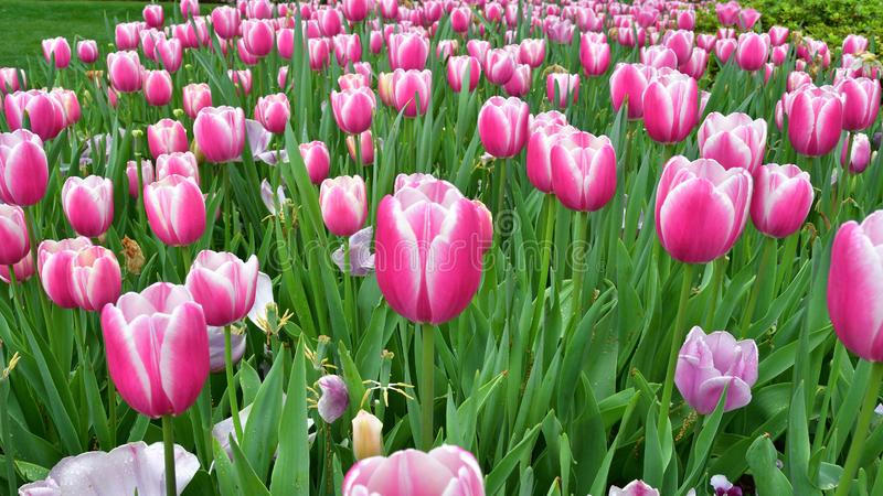 Detail Warna Bunga Tulip Yang Bagus Nomer 41