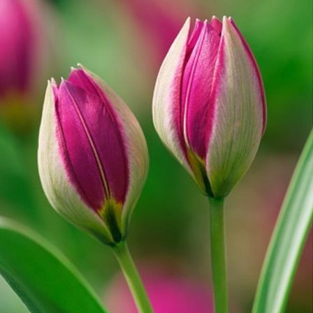 Detail Warna Bunga Tulip Yang Bagus Nomer 49