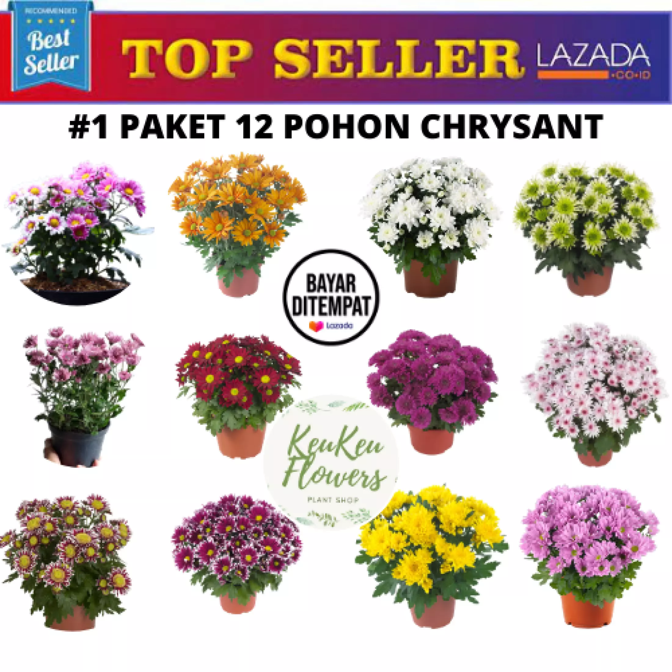 Detail Warna Bunga Yang Bagus Nomer 31