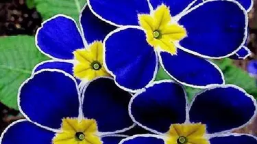 Warna Bunga Yang Cantik - KibrisPDR