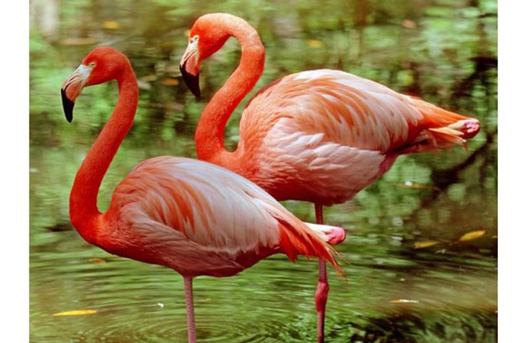 Detail Warna Burung Flamingo Nomer 13