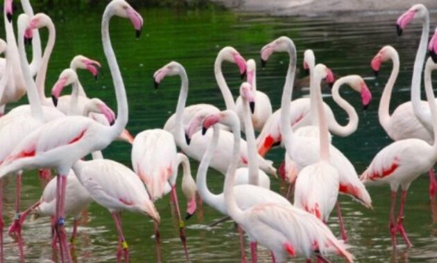 Detail Warna Burung Flamingo Nomer 14