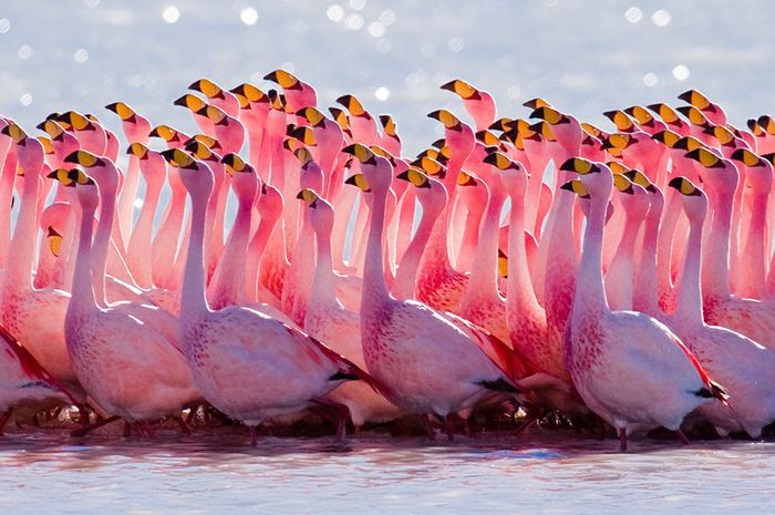Detail Warna Burung Flamingo Nomer 3