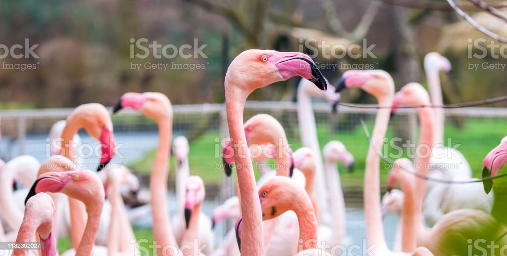 Detail Warna Burung Flamingo Nomer 26