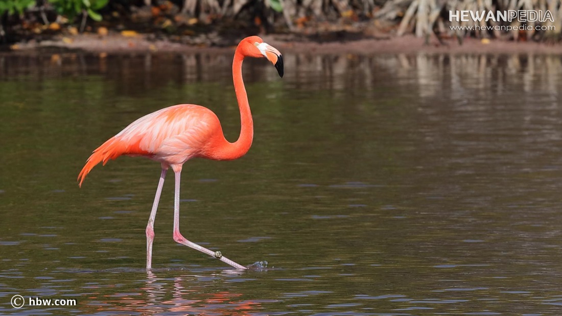 Detail Warna Burung Flamingo Nomer 28