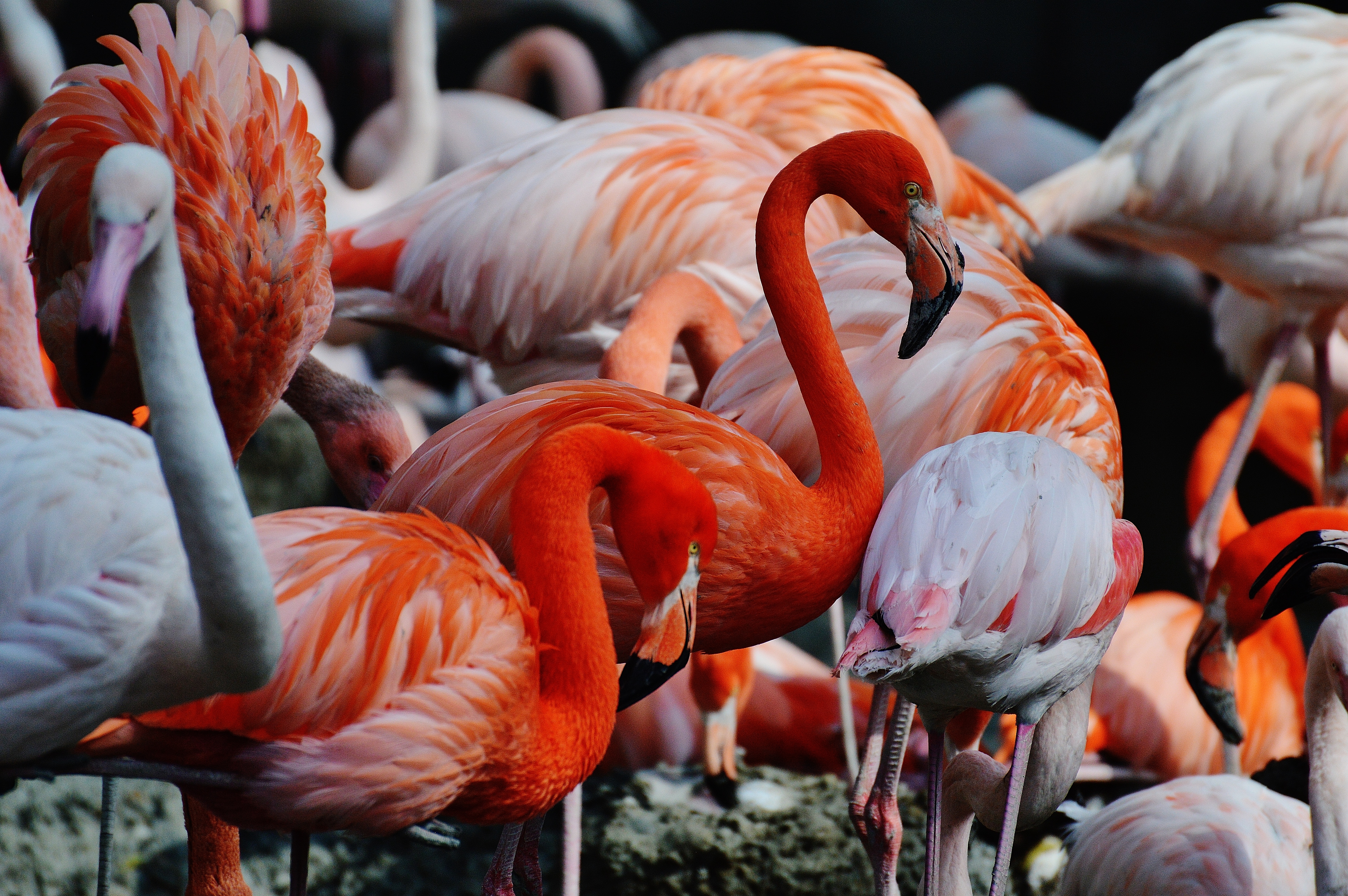 Detail Warna Burung Flamingo Nomer 30