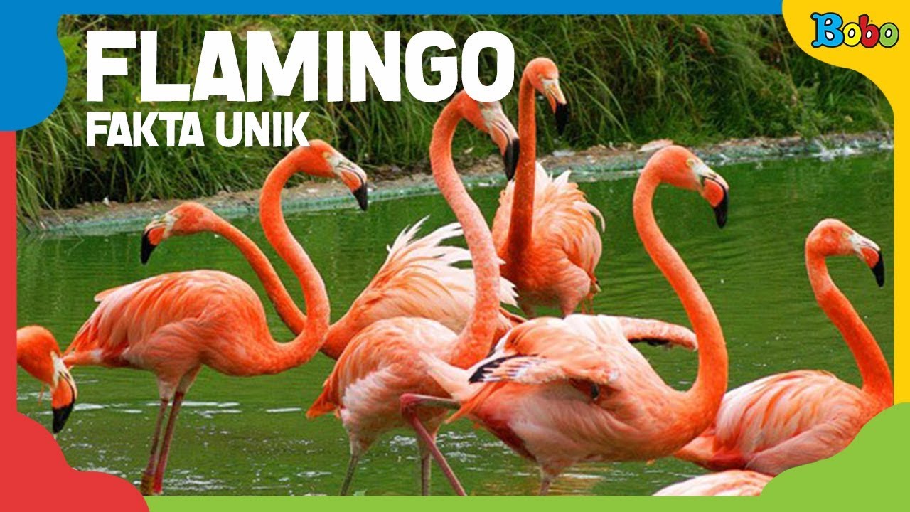 Detail Warna Burung Flamingo Nomer 39