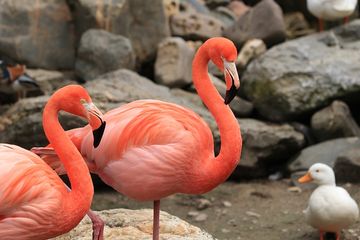Detail Warna Burung Flamingo Nomer 51