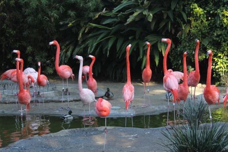 Detail Warna Burung Flamingo Nomer 6