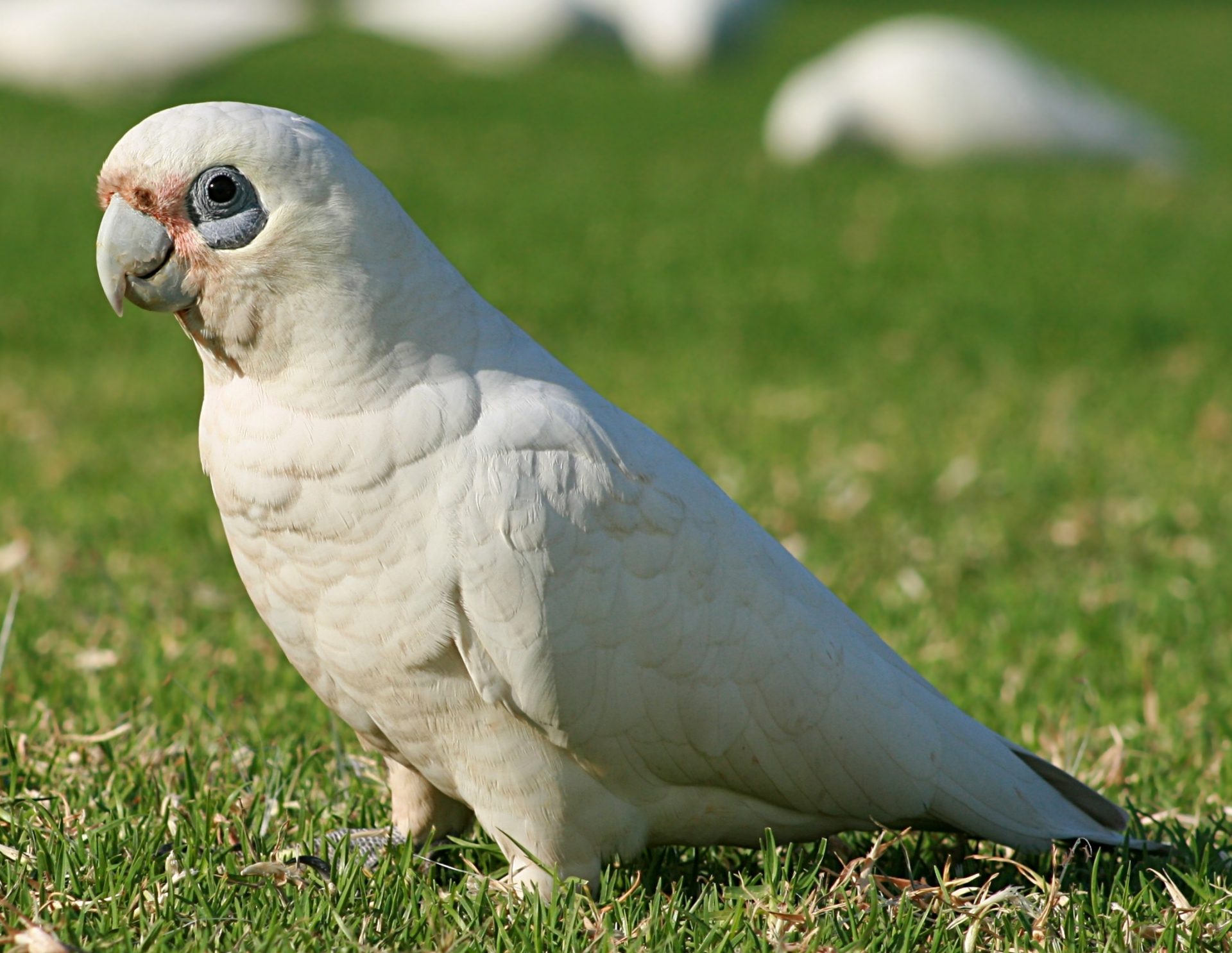 Detail Warna Burung Kakak Tua Nomer 36