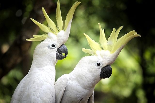 Detail Warna Burung Kakak Tua Jambul Nomer 15