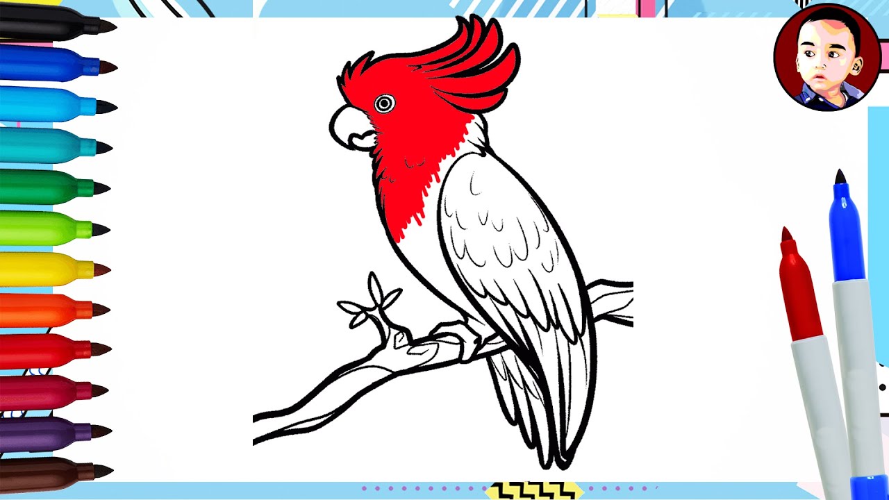 Detail Warna Burung Kakak Tua Jambul Nomer 42