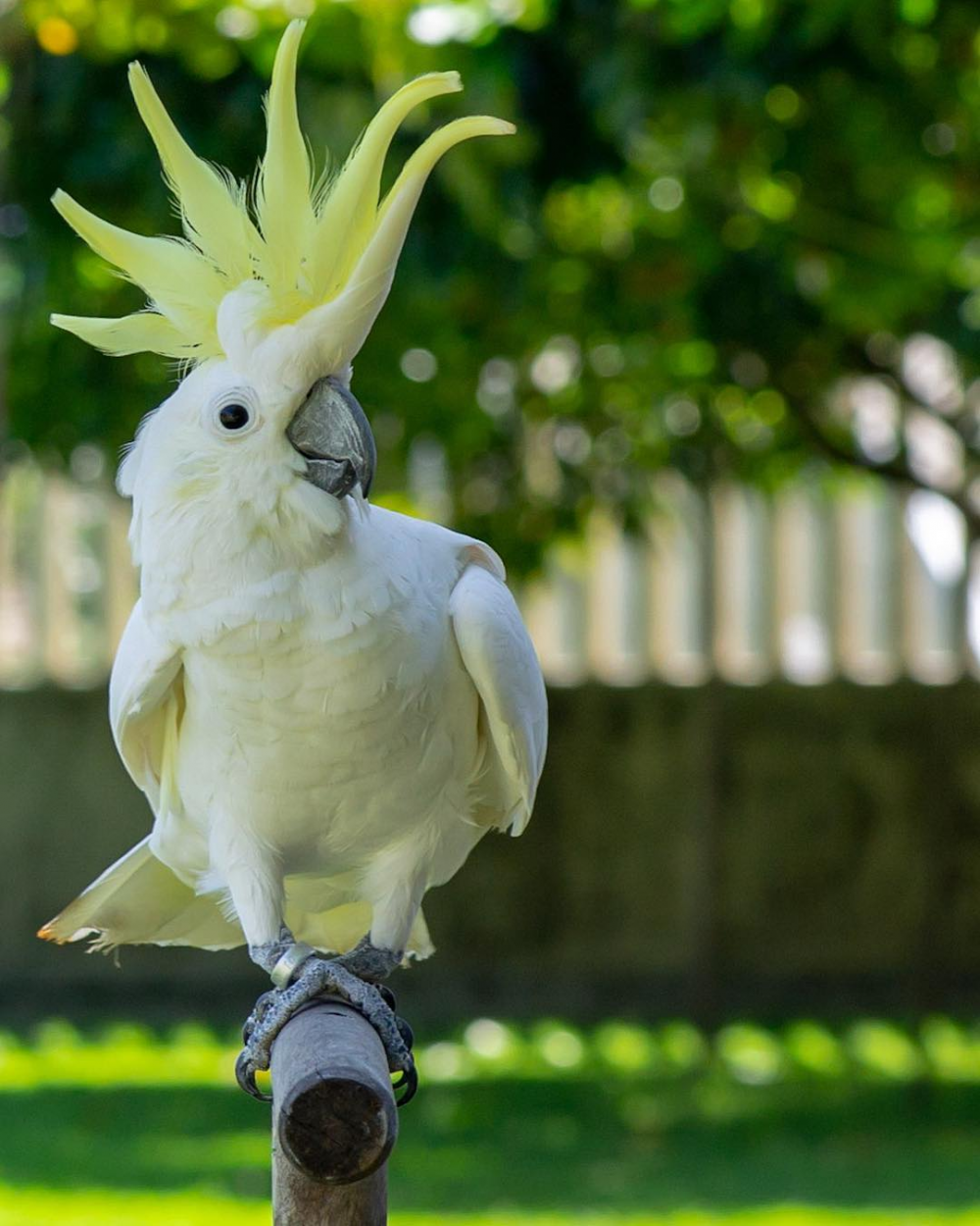 Detail Warna Burung Kakak Tua Jambul Nomer 50