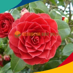 Detail Warna Camelia Red Nomer 38