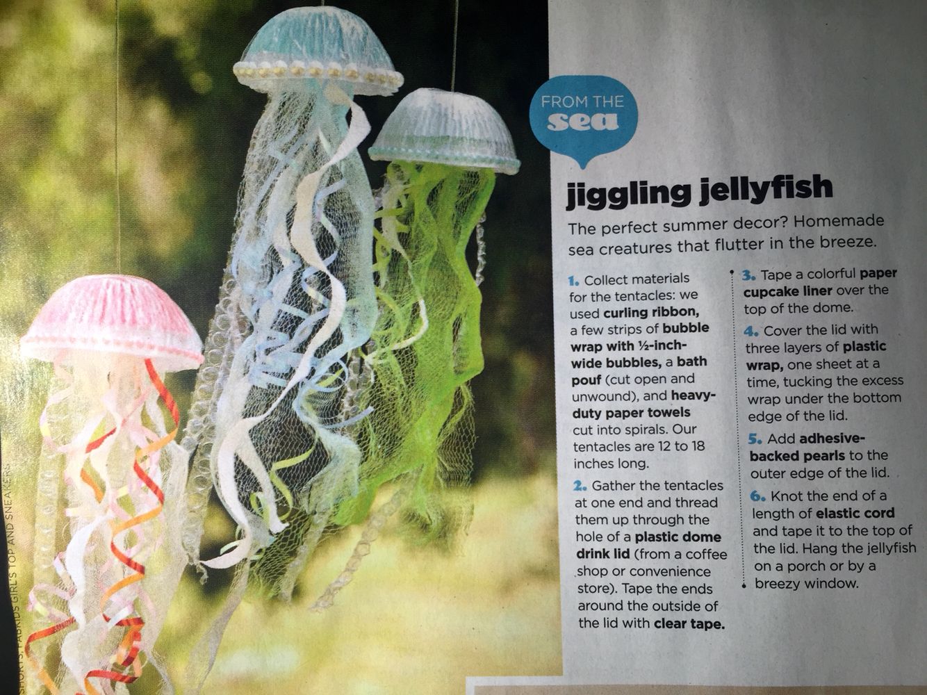 Shower Cap Jellyfish - KibrisPDR