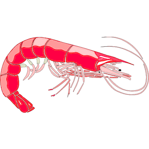 Detail Shrimp Clip Art Nomer 29