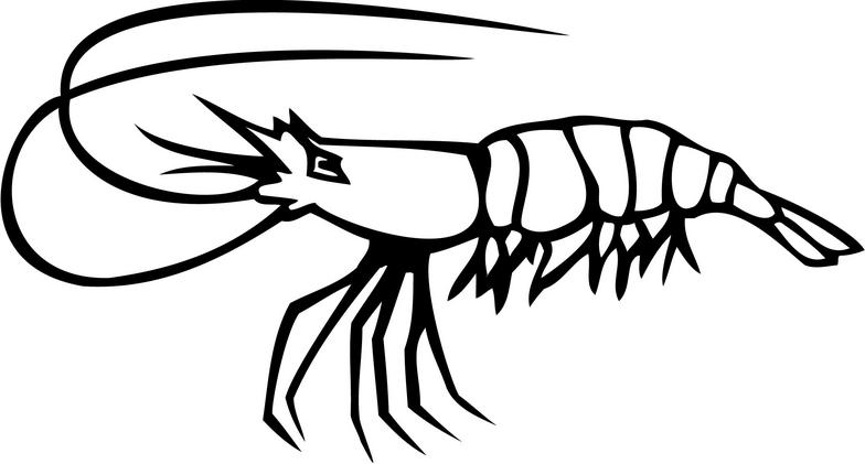 Detail Shrimp Clip Art Nomer 33