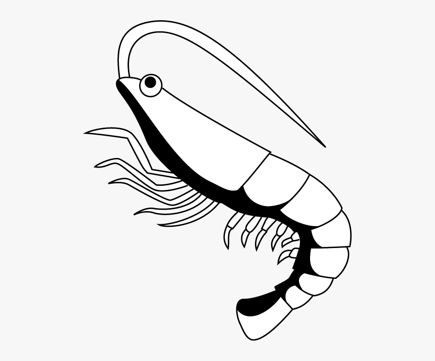 Detail Shrimp Clip Art Free Nomer 41