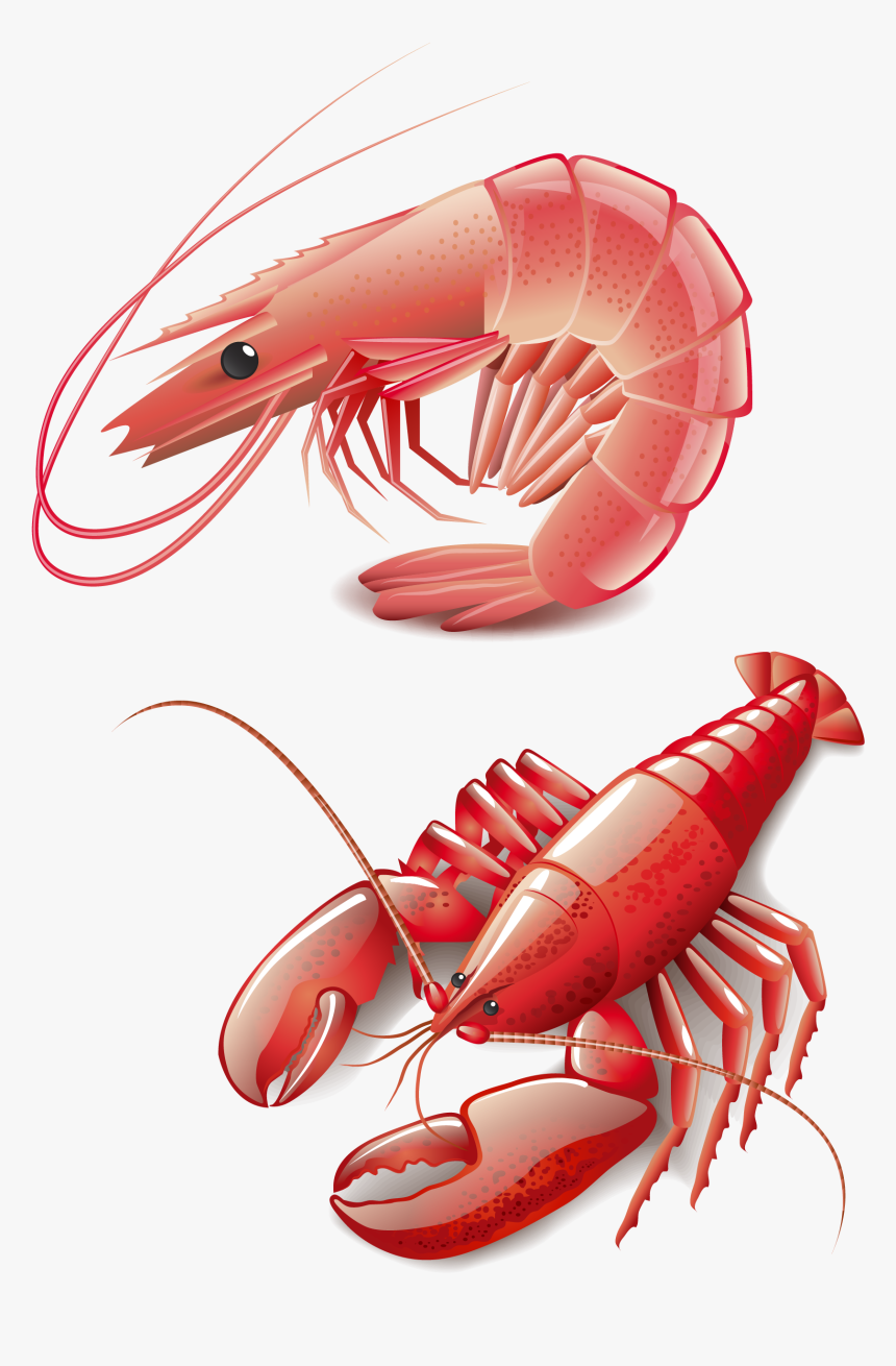 Detail Shrimp Clip Art Free Nomer 45