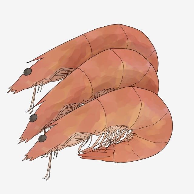 Detail Shrimp Clip Art Free Nomer 46