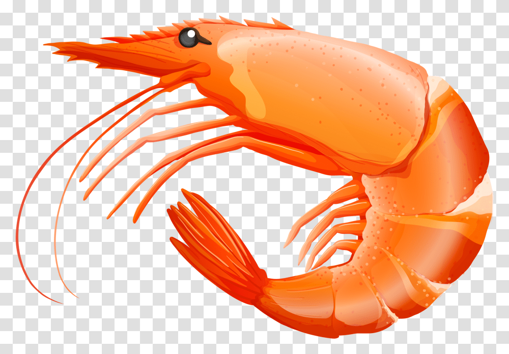 Detail Shrimp Clip Art Free Nomer 7