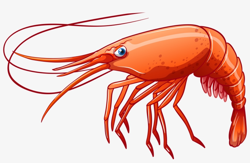 Detail Shrimp Clipart Png Nomer 15