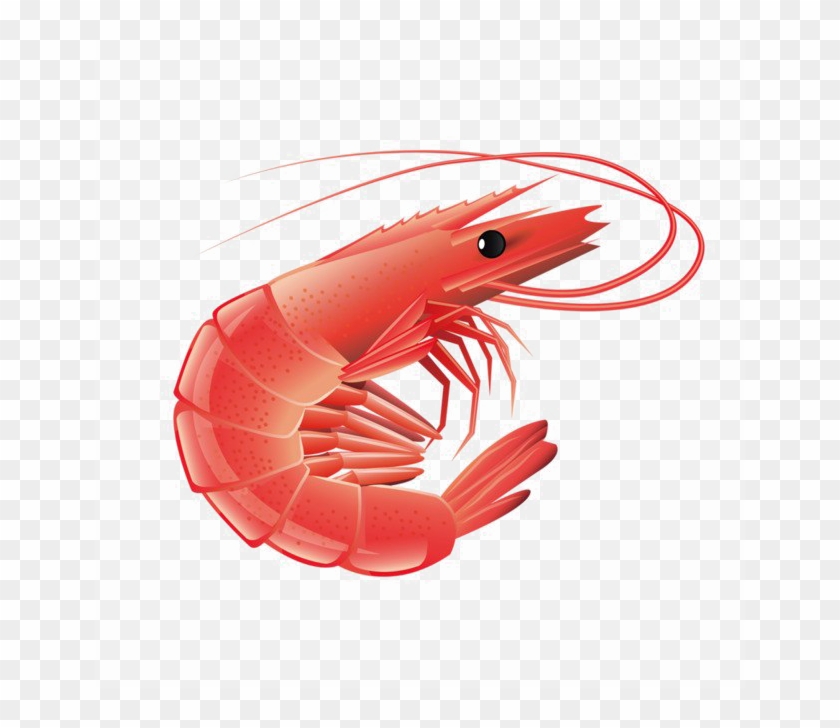 Detail Shrimp Clipart Png Nomer 3