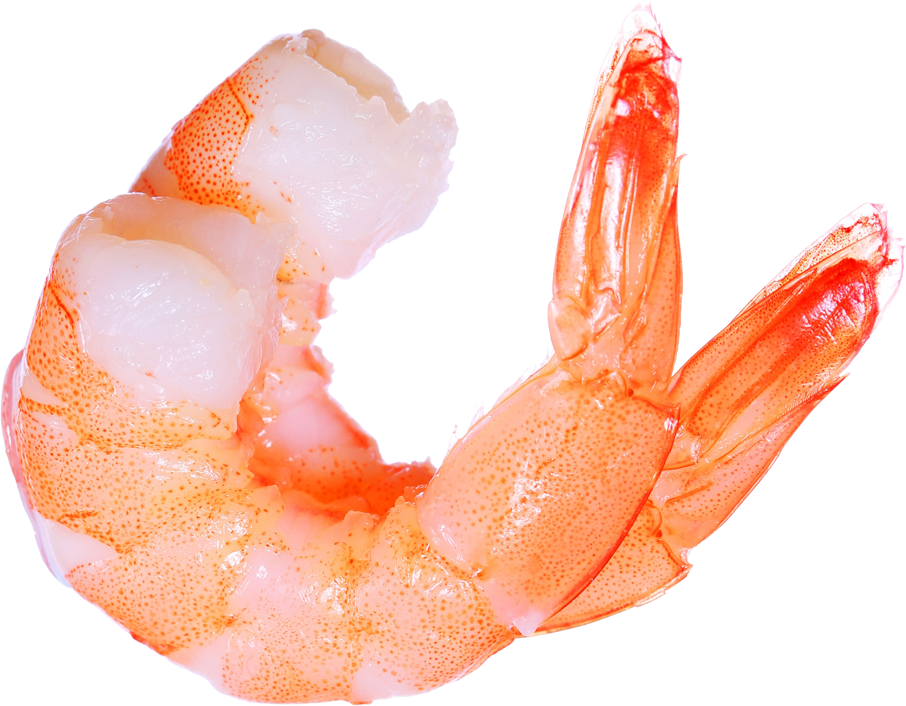 Detail Shrimp Clipart Png Nomer 34