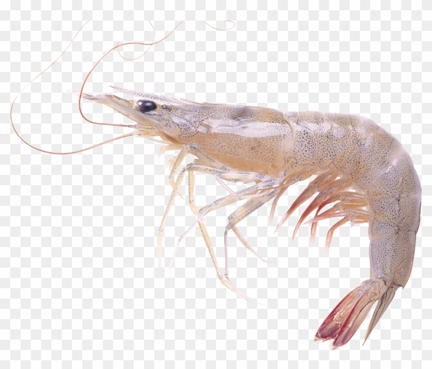 Detail Shrimp Clipart Png Nomer 47