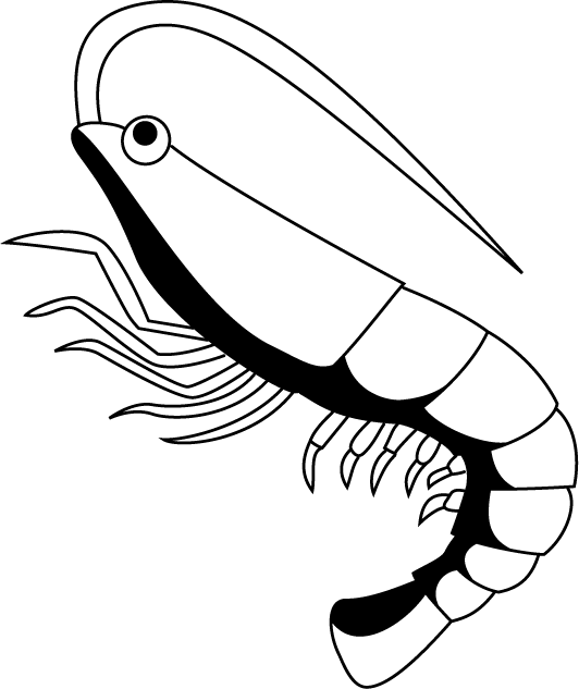 Download Shrimp Images Clip Art Nomer 27