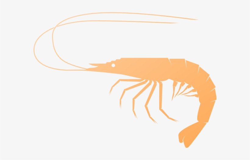 Detail Shrimp Images Clip Art Nomer 33